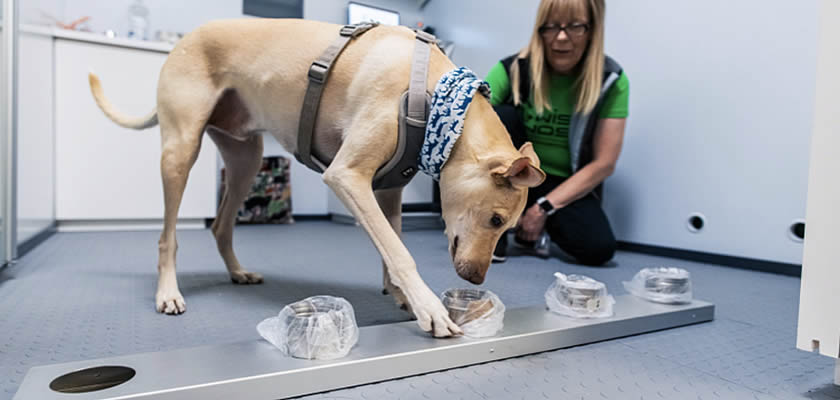 Finavia Sniffer Dog