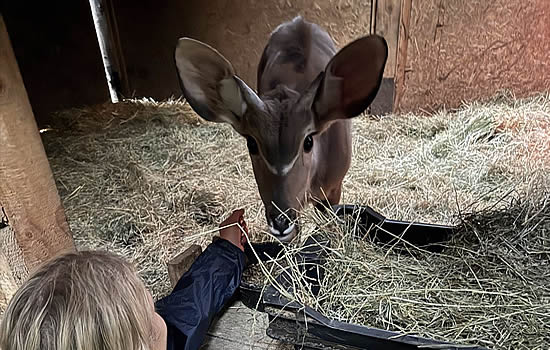 Linus the greater kudu
.