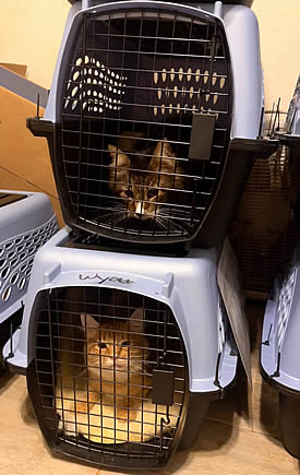 Air Charter Service helps in transporting 58 rescue cats to their new home in northern Idaho