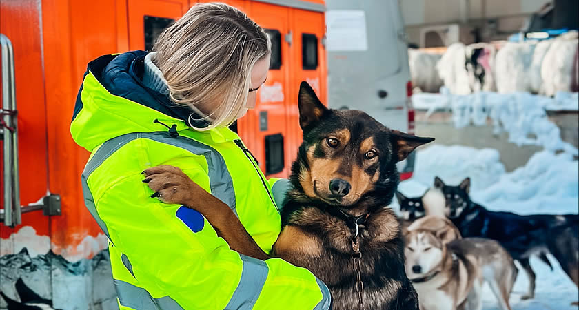 Huskies in Oslo about to fly to Alaska. Huskies in Oslo about to fly to Alaska.