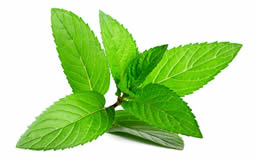 Peppermint
